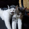 Автор