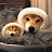 @최몽
