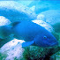 ytlhrCrV3MQ-channel-avatar-Bluegroper
