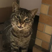 猫とゲームとおやじch