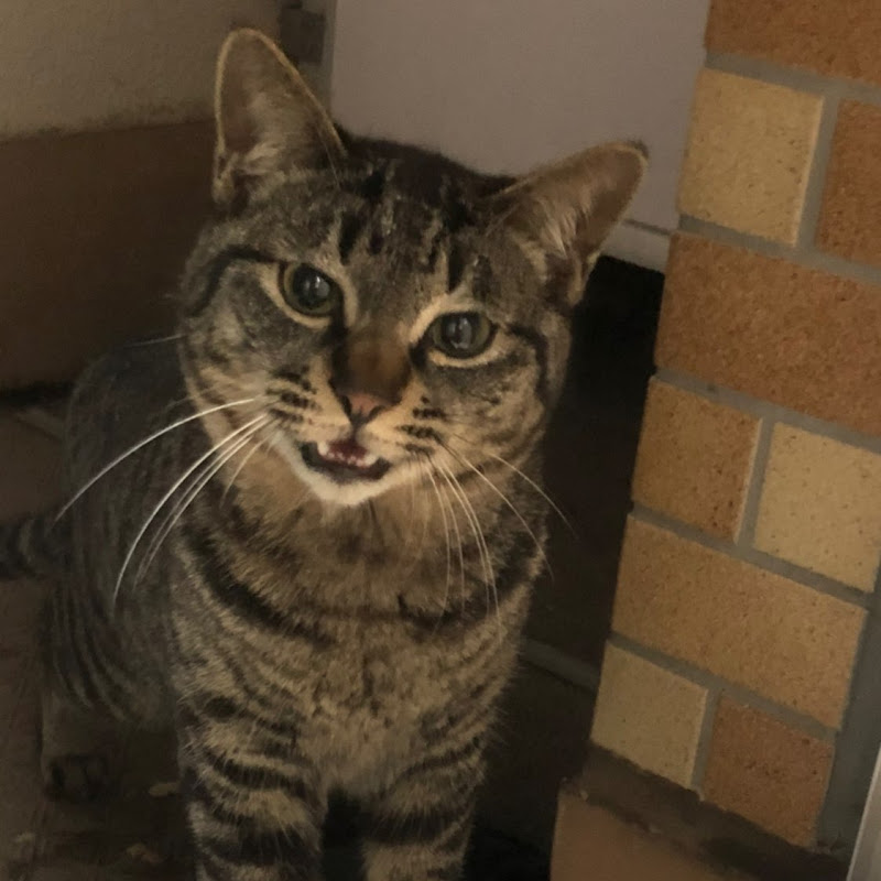 猫とゲームとおやじch