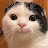 @고양이-v5b