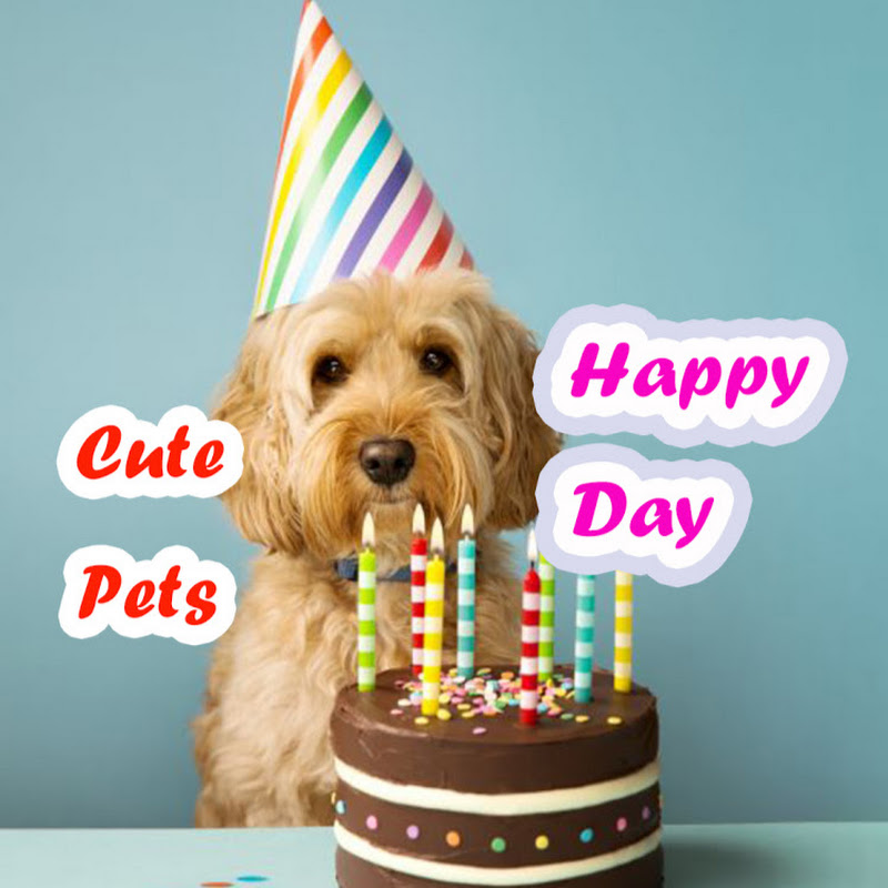 Cute Pets Happy Day profile avatar