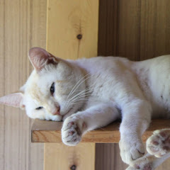 【ヤギーズモグモグチャンネル】GOAT MOGUMOGU CHANNEL