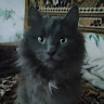 Автор