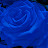 Blue Rose Channel Japan
