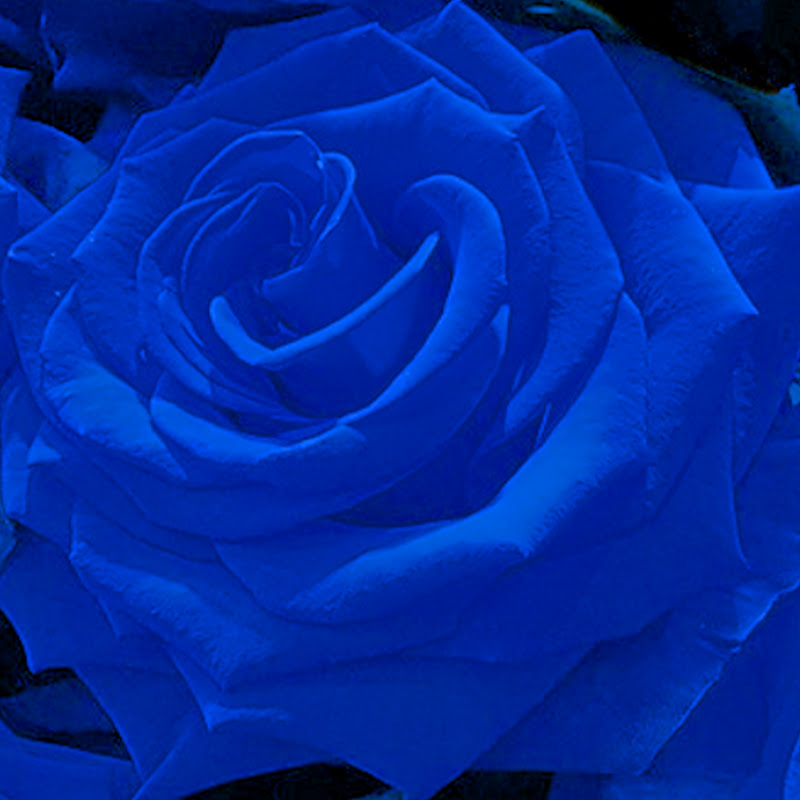 Blue Rose Channel Japan YouTubeチャンネル画像