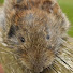 vmS8DggjXaQ-channel-avatar-Dundee Mink