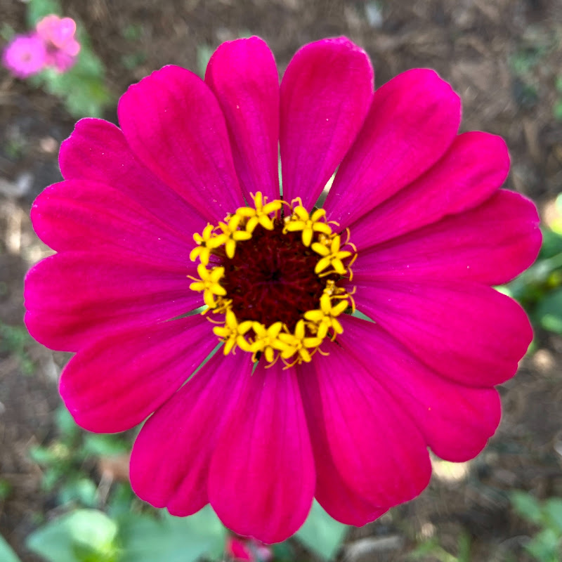 Garden World