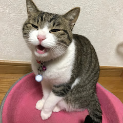 猫玉