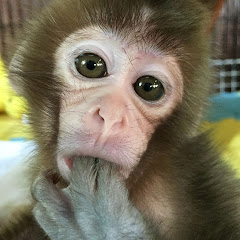 赤ちゃん猿感動成長物語