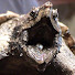 xzMQkqCnbD0-channel-avatar-Silver Loggerhead