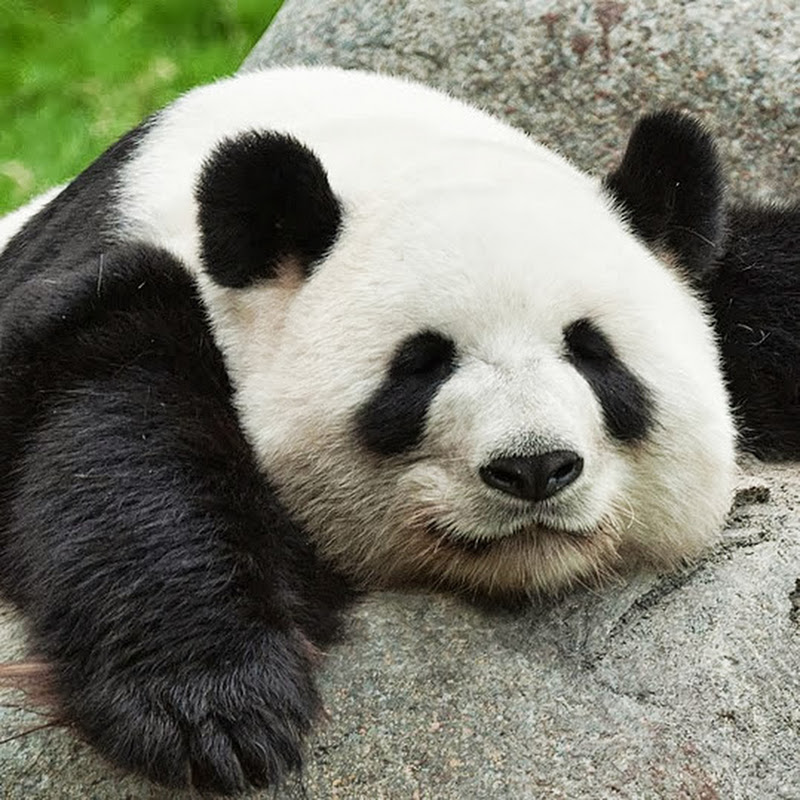Panda Classic TV