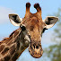 1cP3motWt-I-channel-avatar-giraffestakeover