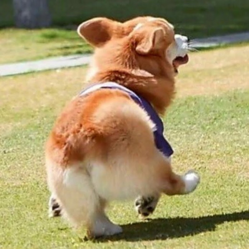 캐비지
