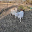 @DDG-Goat-Farms