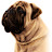 @marciocardoso5118 Avatar