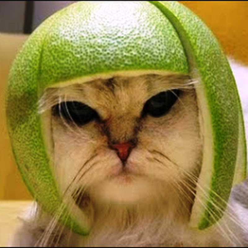 Gatoloco