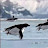 penguins can fly