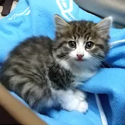 保護猫ななこ物語