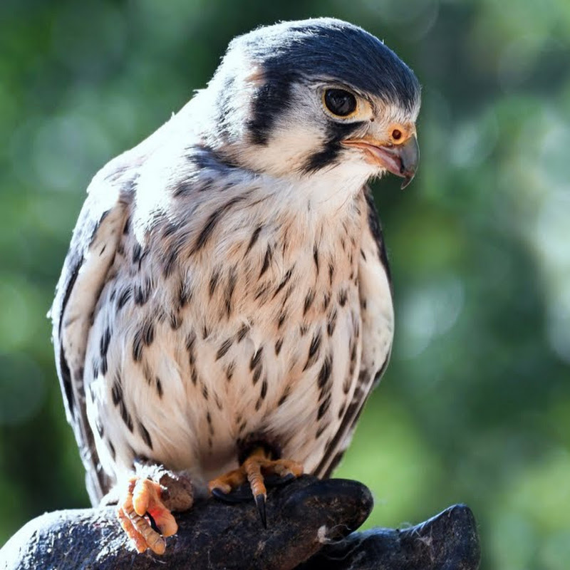 Falcon Cam logo