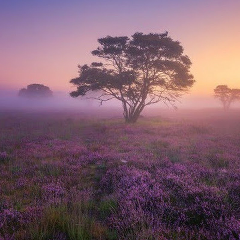 Beautiful Arabian Music
