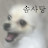 @댕댕솜사탕