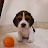 KuKu The Beagle