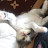 @mycatsthought7562