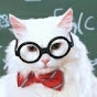 cateym