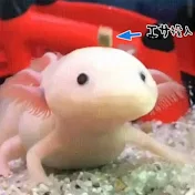 ウエスタンシカキチ