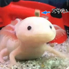 ウエスタンシカキチ