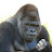 @uho-uho_gorilla