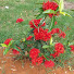 ae7e7Lou7G4-channel-avatar-Plantar faz bem
