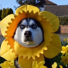 星队アイコン画像