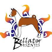 Bellator Basenjis