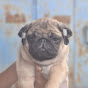 Pug Daddy 14