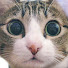 YoU7Xt78Ws0-channel-avatar-MAKO0MAKO0 / まこまこ