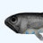 Lanternfish ESL
