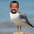XgEXnTILaiU-channel-avatar-Steven Seagull