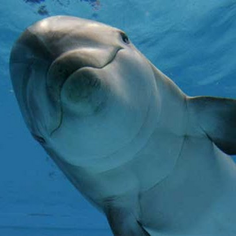 Emmanuel Mogenet