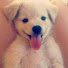 qvJVc7BWpEk-channel-avatar-dizzypuppy