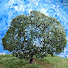 ZkyGSw315WQ-channel-avatar-The Model Tree Shop