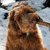 Lewis Manor Labradoodles