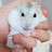 @hamster8103