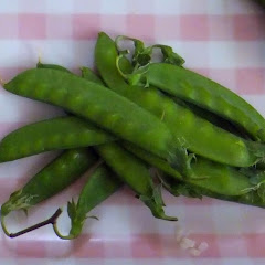 日本橋ランチごんアイコン画像