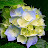 @talibediallo6809