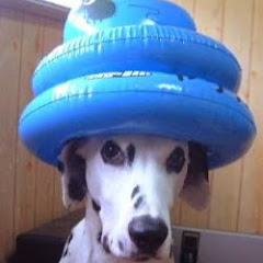 仮Boss 【居候犬の生活】