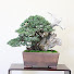 AwtwP1ijUng-channel-avatar-【盆栽しんし】Bonsai shinshi