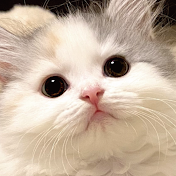 つくしのニャンチューブ